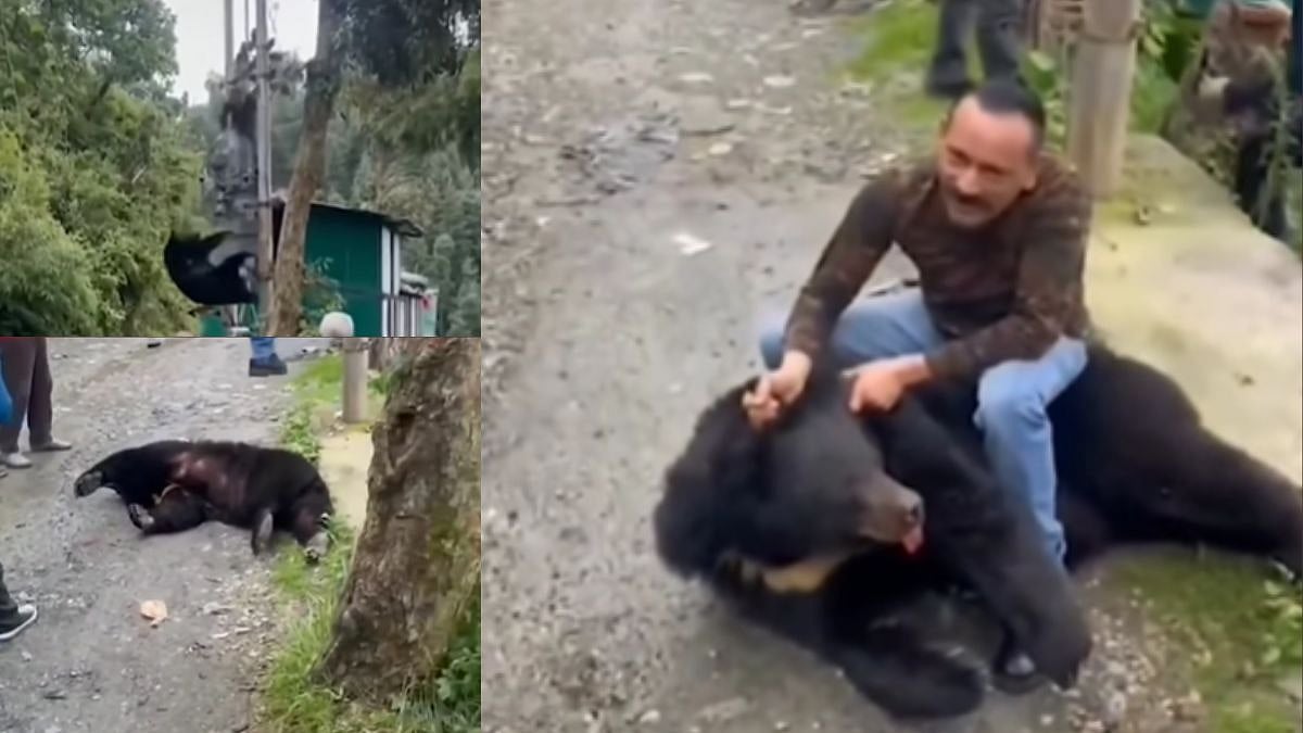 Bear Electrocuted In Himachal Pradesh's Dalhousie: Chilling Video Shows Man Throwing Off Animal From Transformer, Posing With Its Dead Body